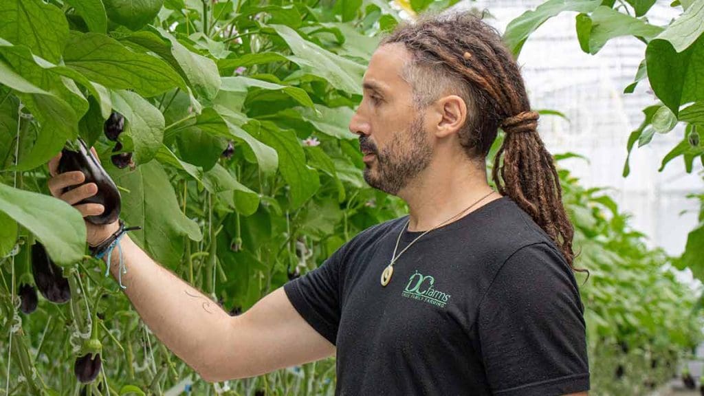 growing-eggplants-in-canada