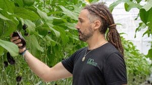 growing-eggplants-in-canada