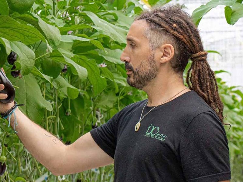 growing-eggplants-in-canada
