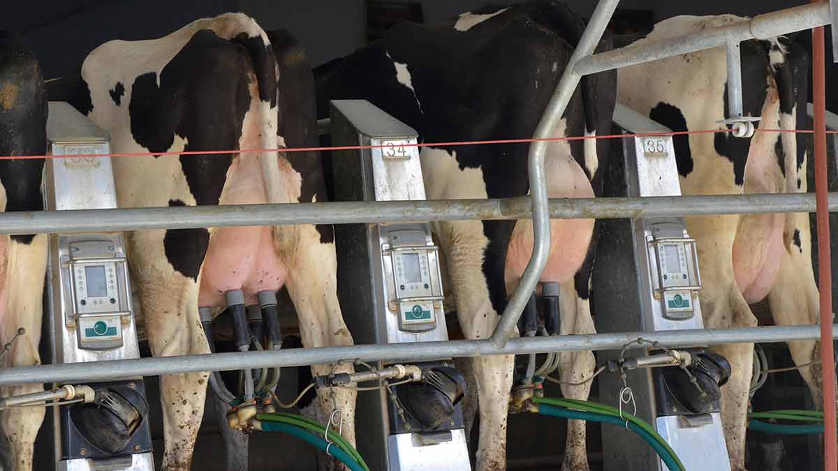 milking holstein cows