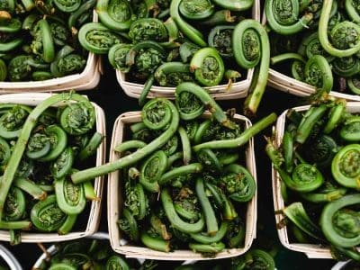 Buy-Fiddleheads-in-season