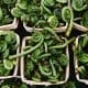 Buy-Fiddleheads-in-season