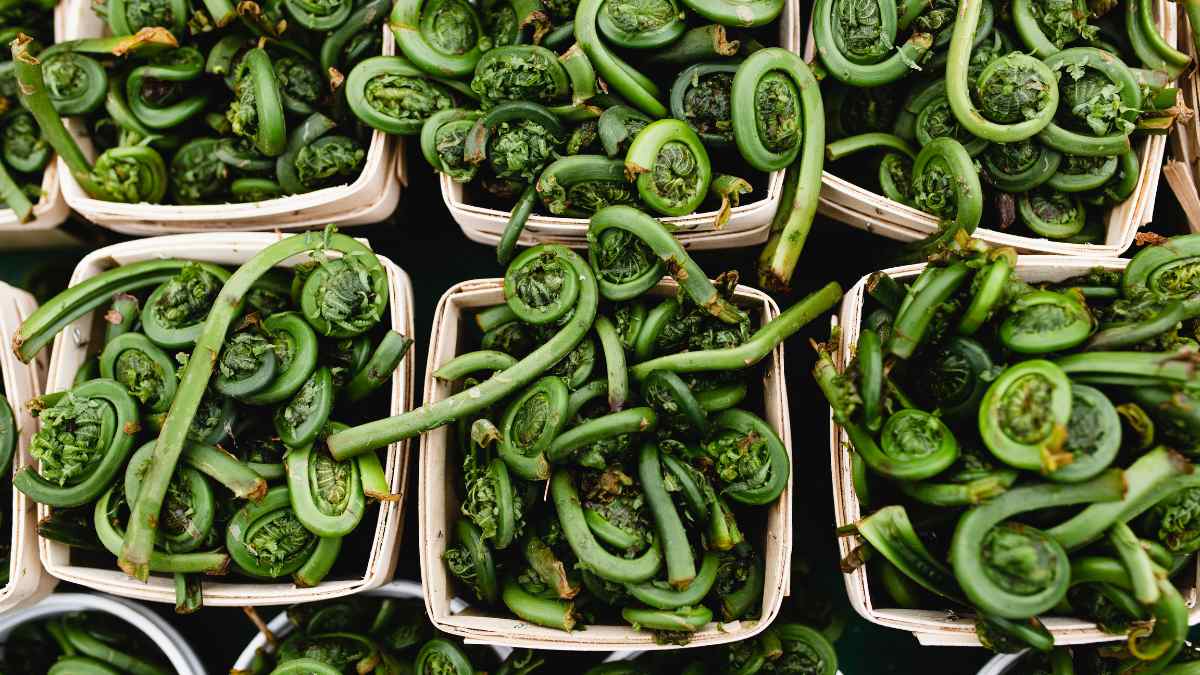 Buy-Fiddleheads-in-season