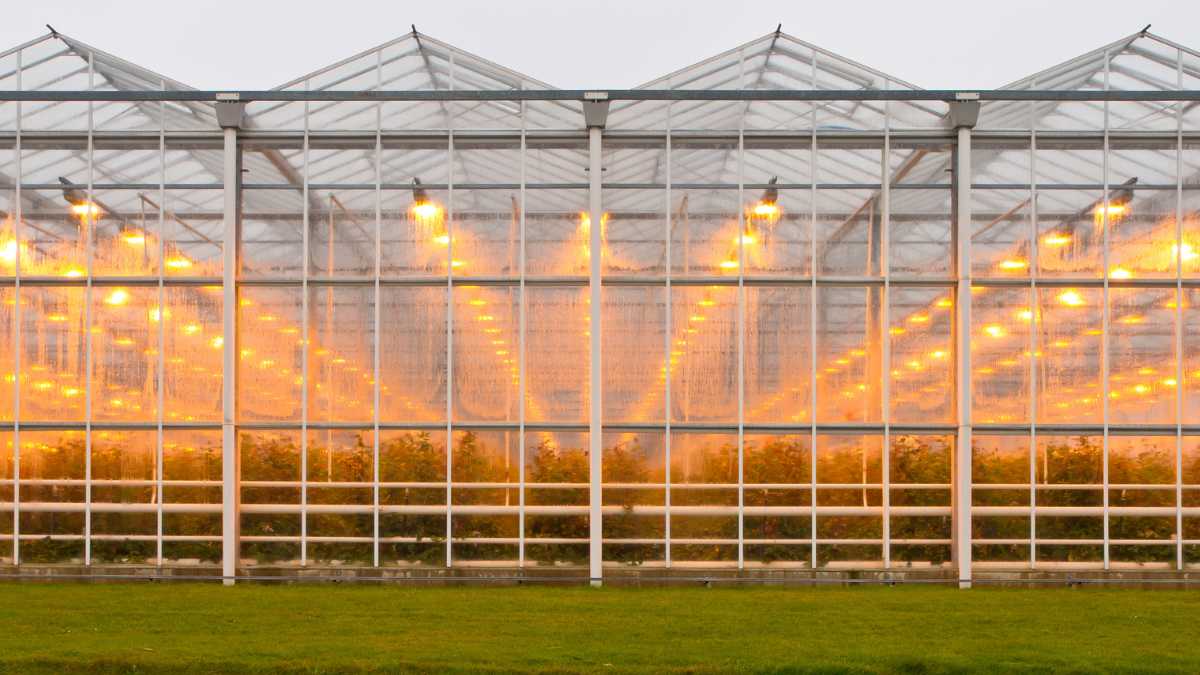 greenhouse