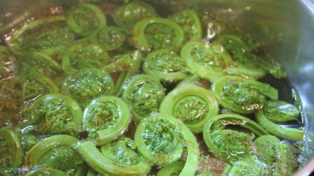 boiling-fiddleheads