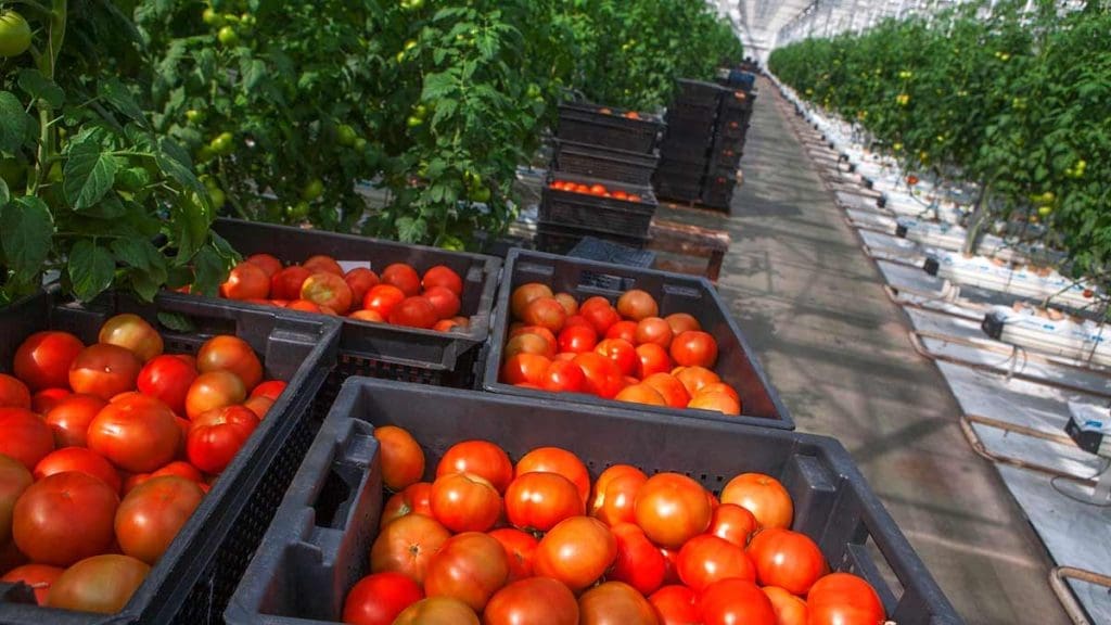 greenhouse-tomatoes-in-bins