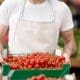 man-putting-tomatoes-on-display