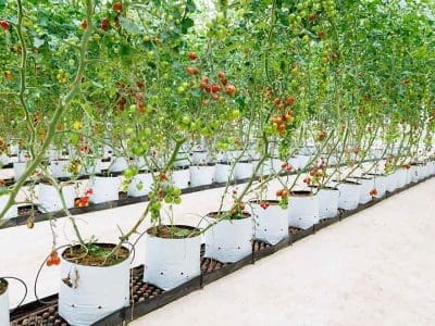 tomato hyrdroponics