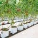 tomato hyrdroponics