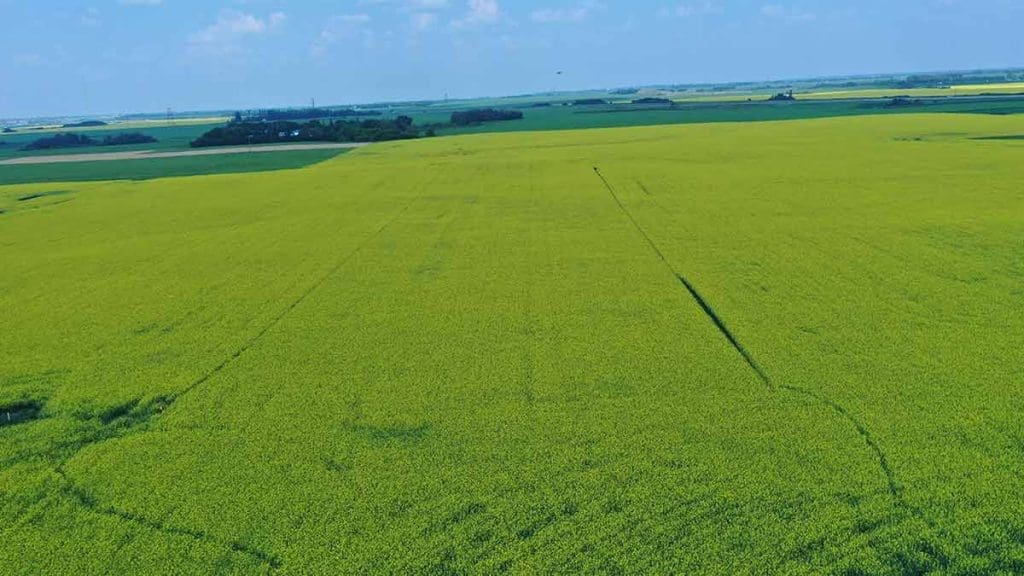 canola field digital and Sustainable Agriculture