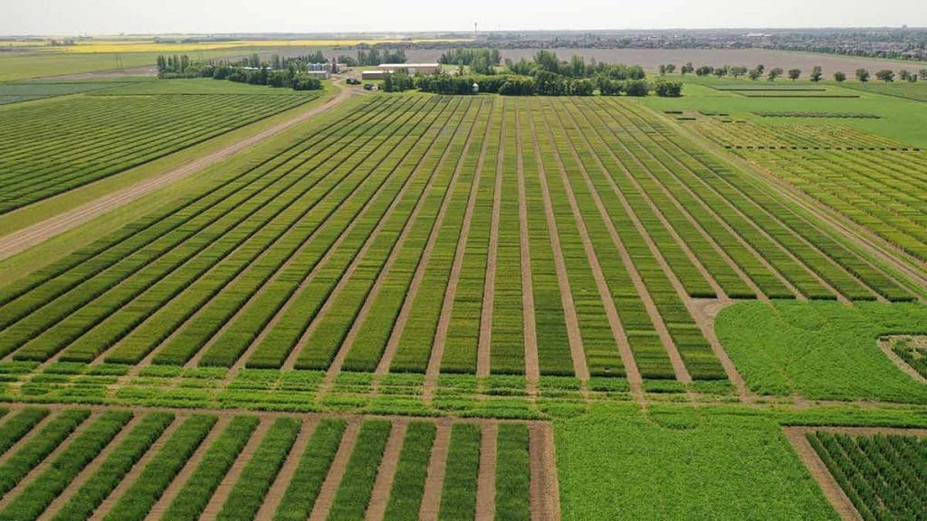 digital and Sustainable Agriculture field 3