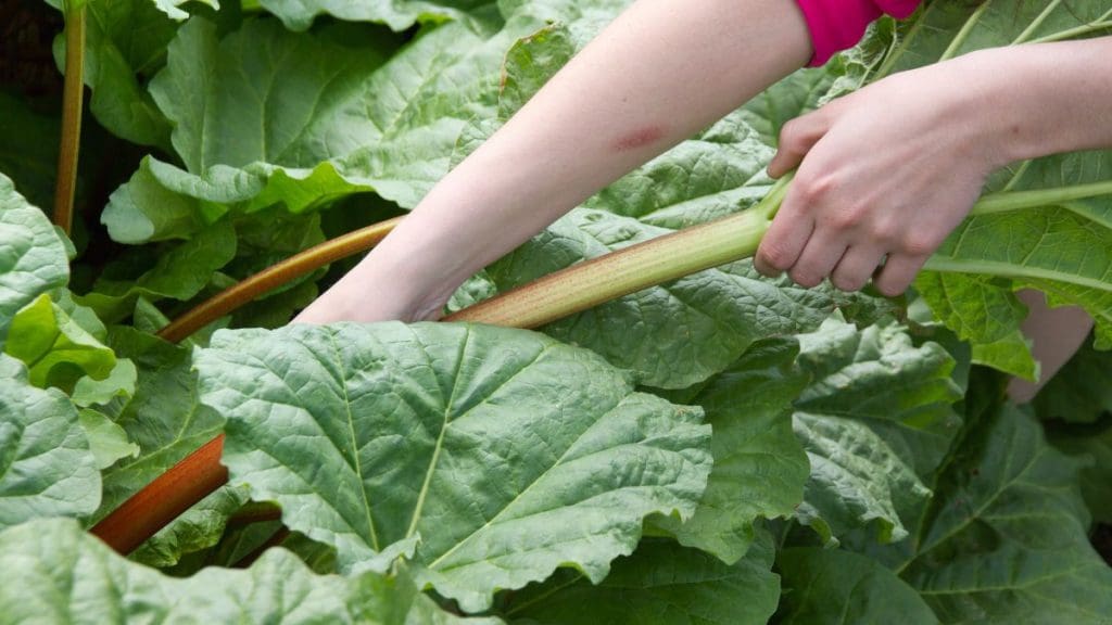 Rhubarb Leaves