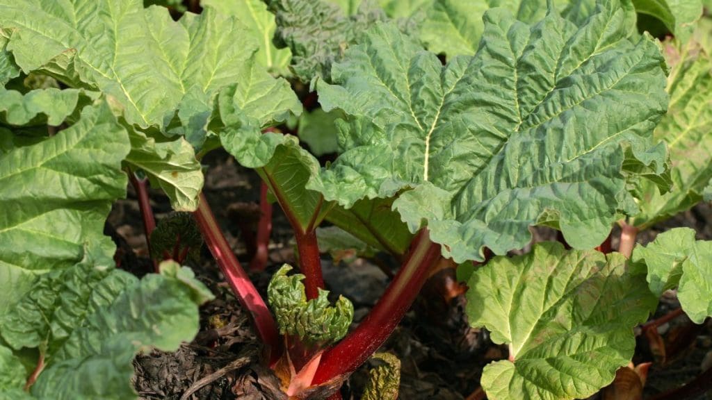 Rhubarb Season