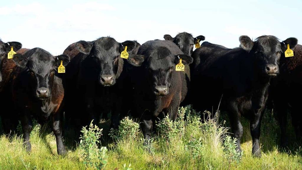 cow in pasture 2