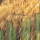 economics of farming