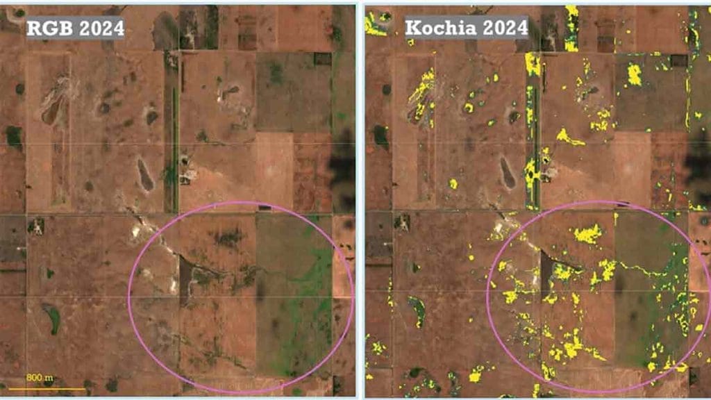 kochia mapping digital and Sustainable Agriculture