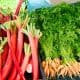 Buying-Rhubarb
