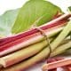 Storing Rhubarb
