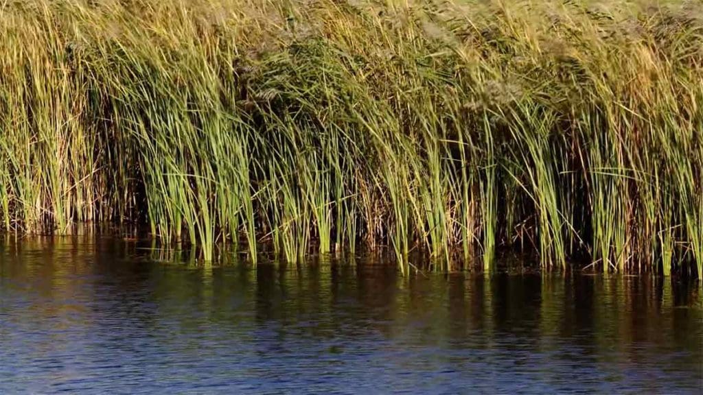 Wild-Rice