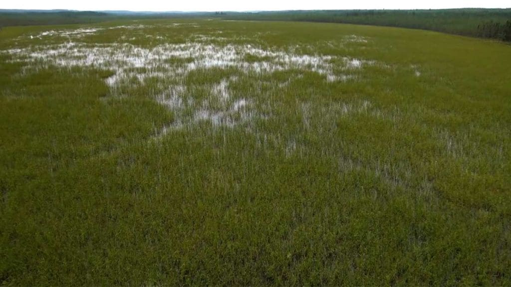 Wild-Rice-Field