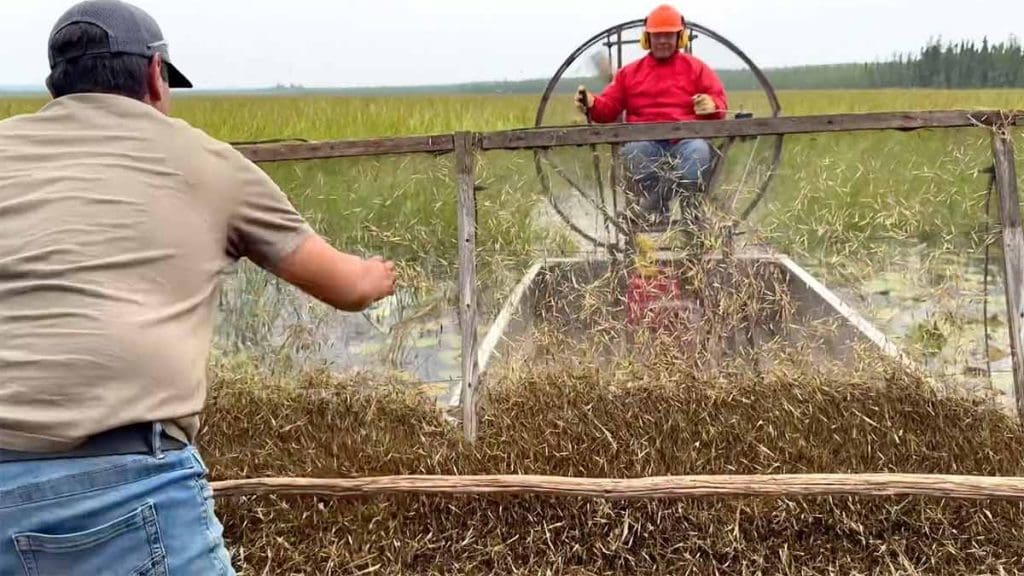 airboat-harvestor-2
