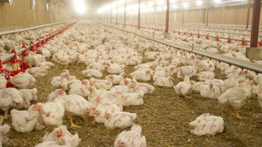 broiler barn