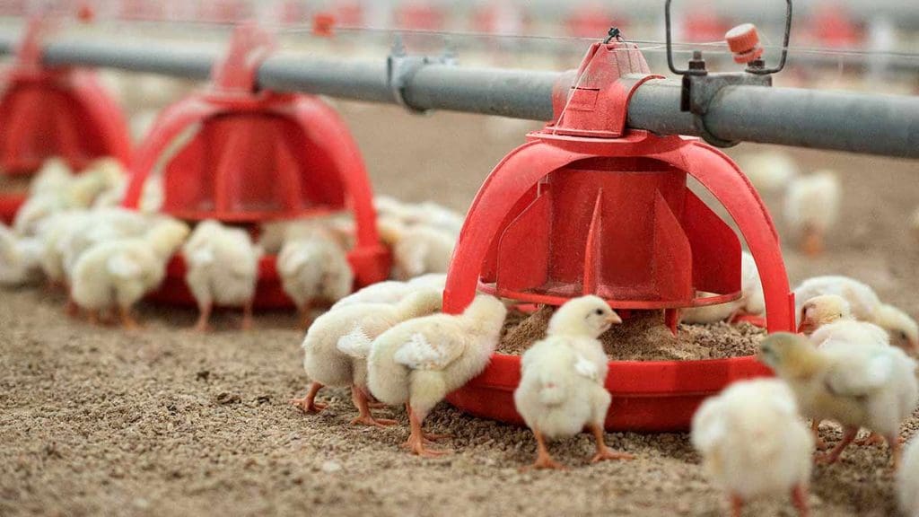 broiler chicks