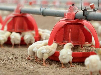 broiler chicks
