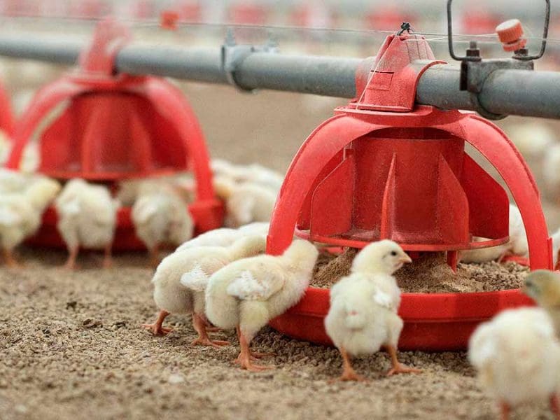 broiler chicks