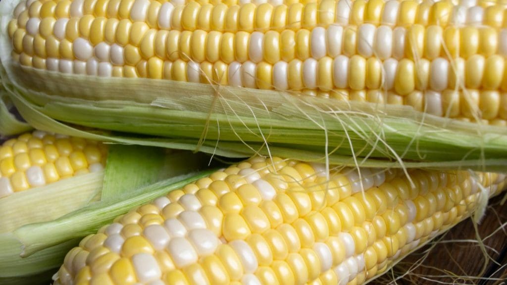 Bicolour Corn