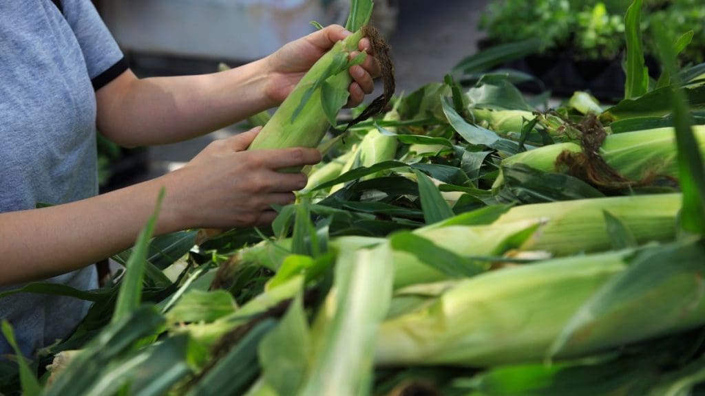 Buying Corn