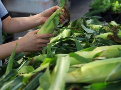 Buying Corn