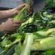 Buying Corn