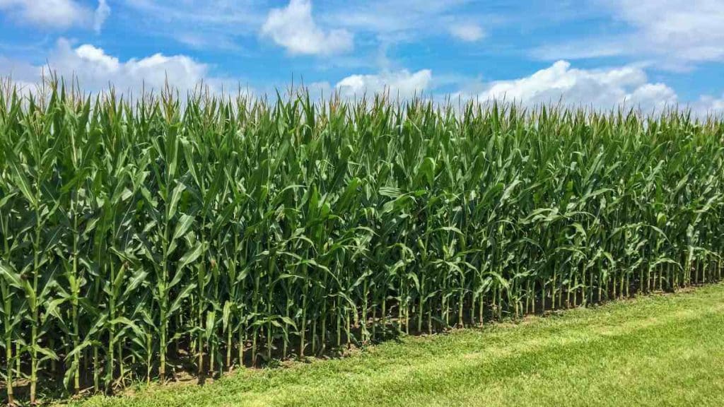 Field-Corn