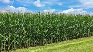 Field-Corn