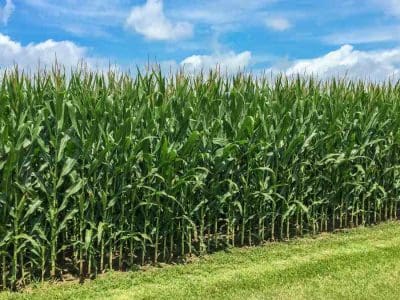Field-Corn