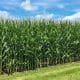 Field-Corn