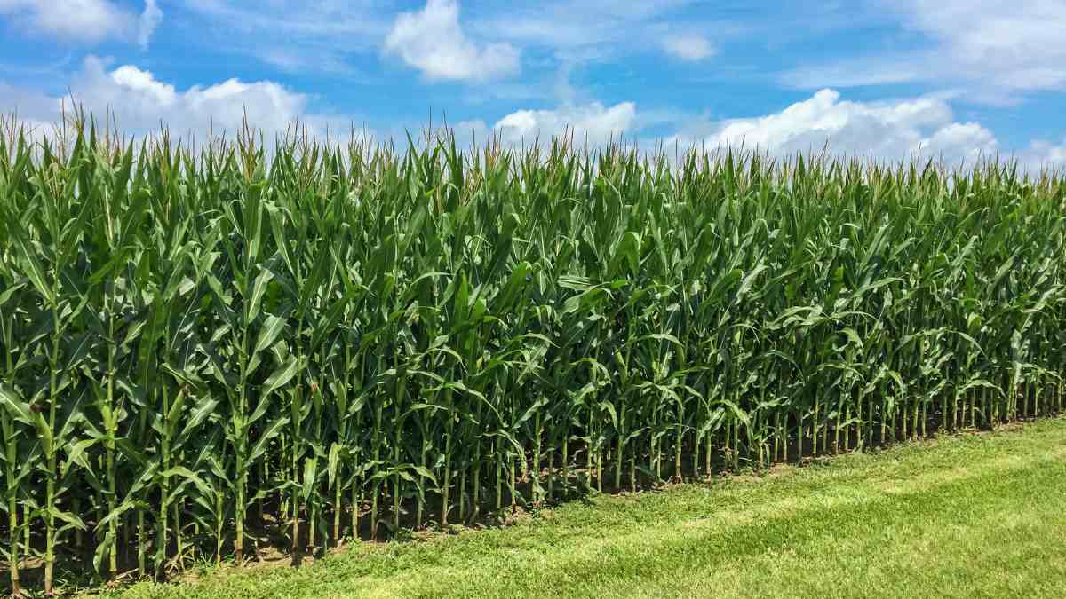 Field-Corn