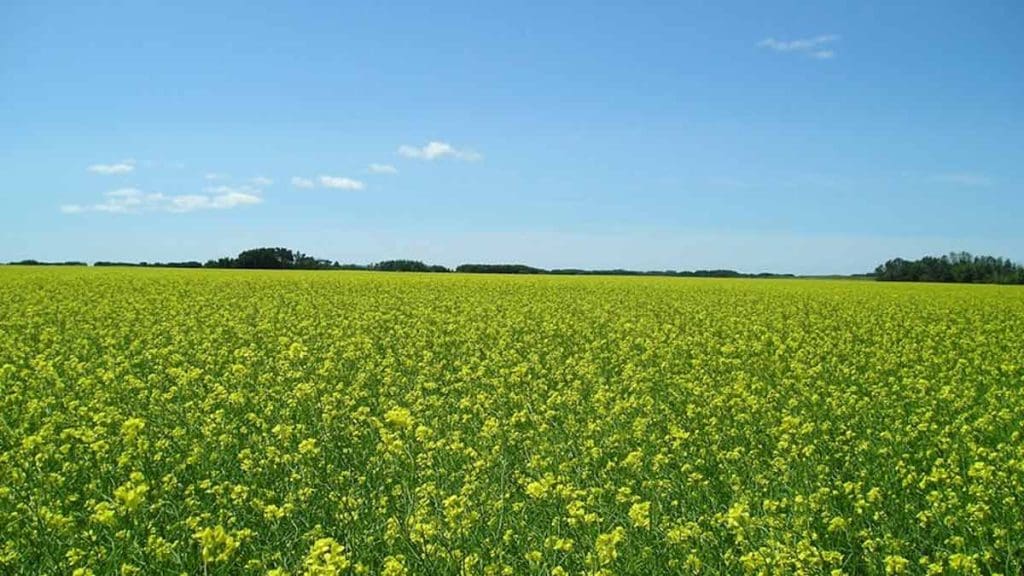 mustard crop in flower