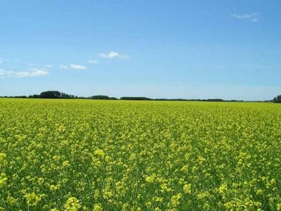 mustard crop in flower