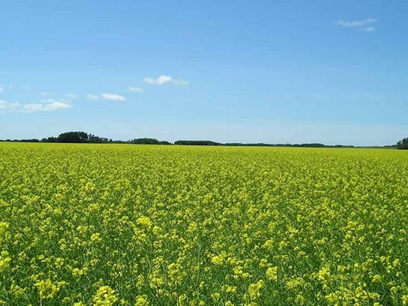 mustard crop in flower