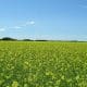 mustard crop in flower