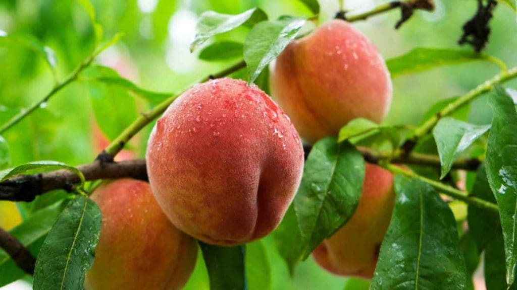 Peach-tree