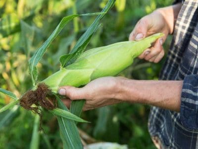 Picking-Corn