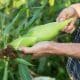 Picking-Corn