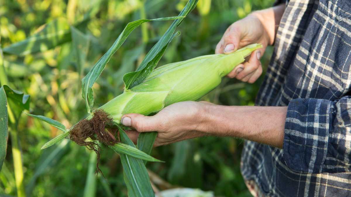 Picking-Corn