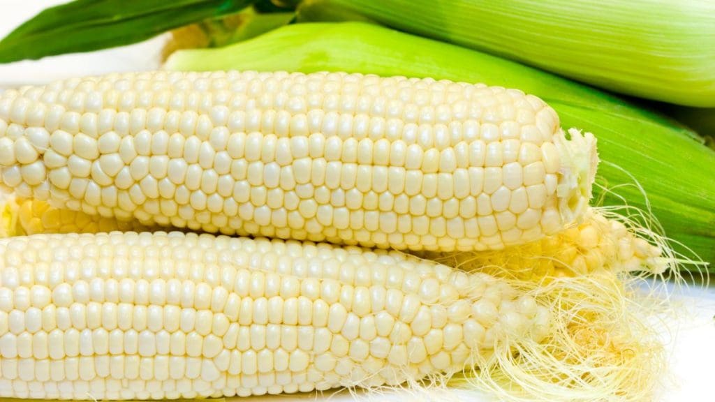 White Corn