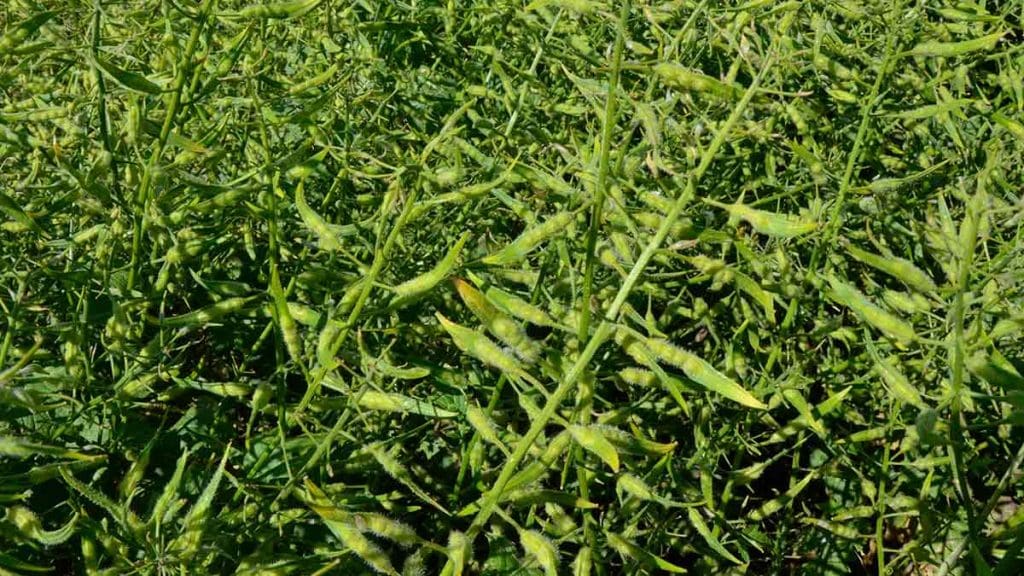 mustard pods