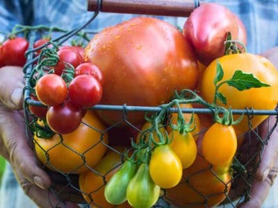 Tomato Varieties