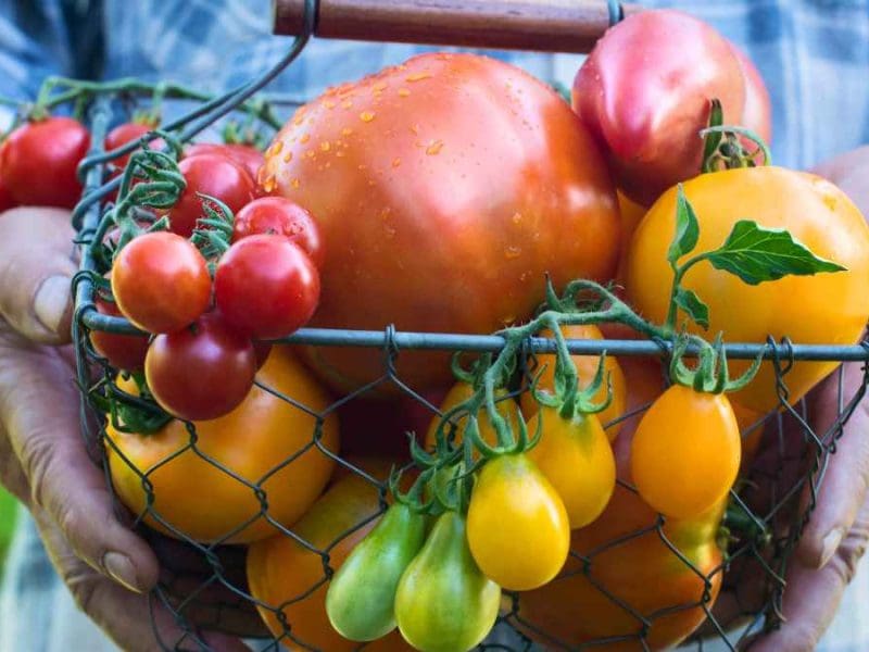Tomato Varieties